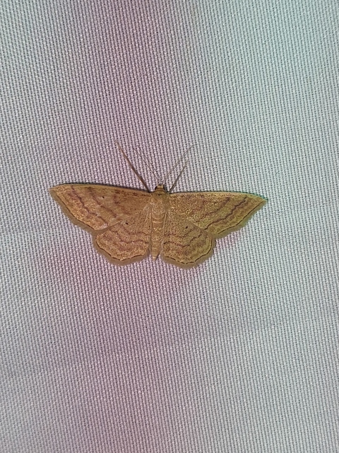 Idaea rufaria - vörhenyes sávosaraszoló