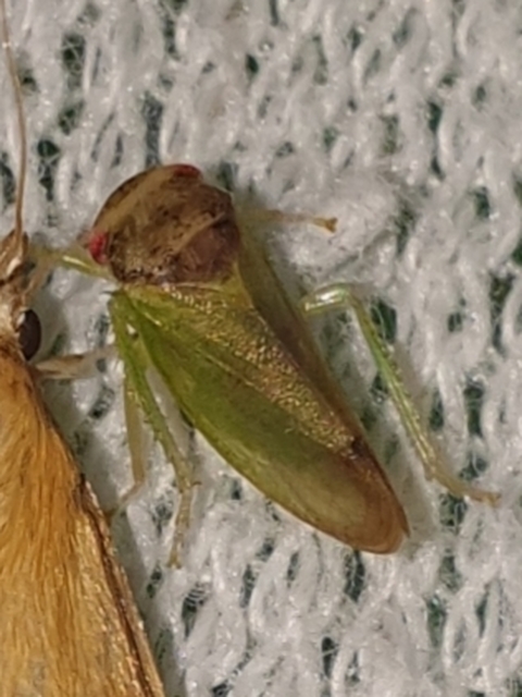 Iassus