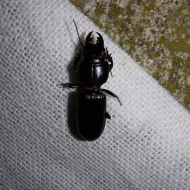 Scarites terricola - vájárfutó
