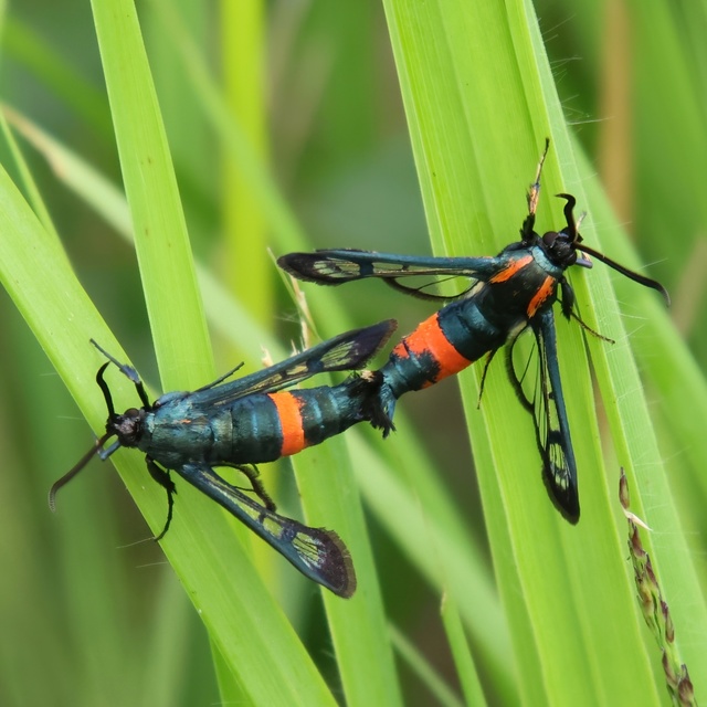 Sesiidae - szitkárfélék