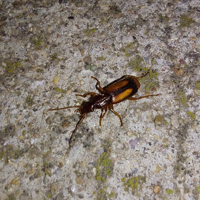 Polistichus connexus - barna sutafutó