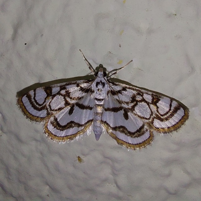 Nymphula nitidulata - díszes vízimoly
