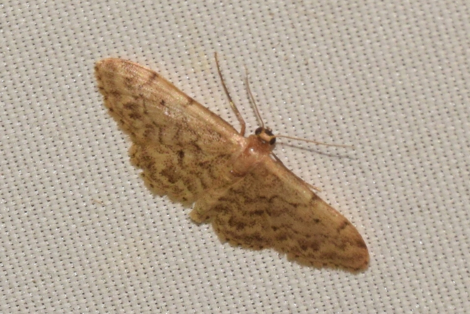 Idaea inquinata - mintás apróaraszoló