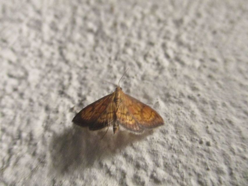Ecpyrrhorrhoe rubiginalis - rozsdavörös tűzmoly