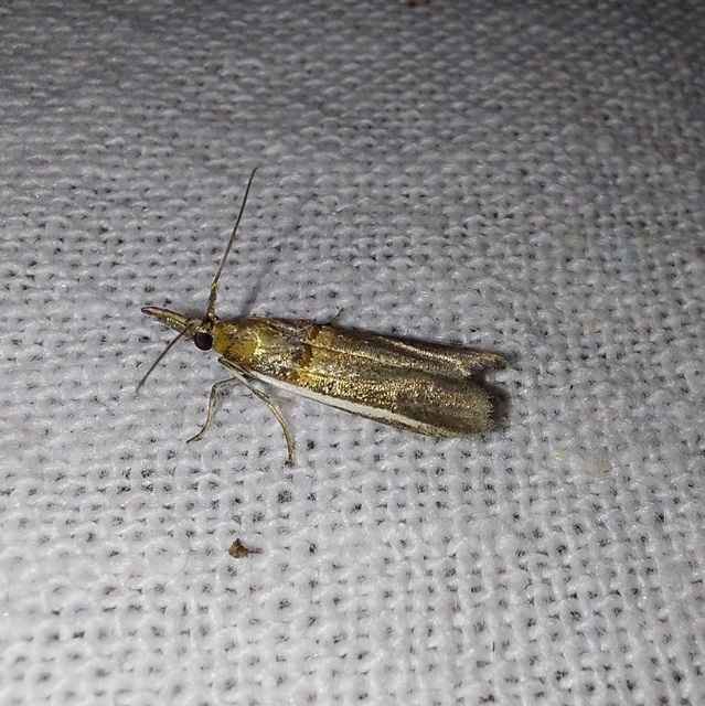 Etiella zinckenella - akácmoly