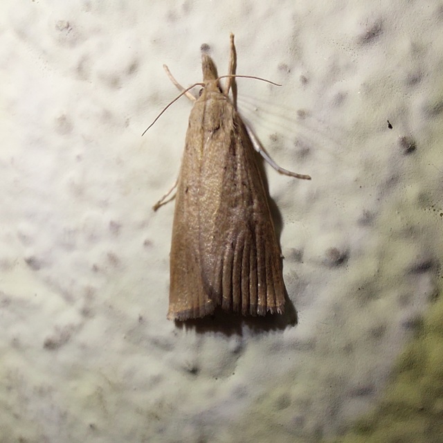 Calamotropha paludella - barna nádlevélmoly