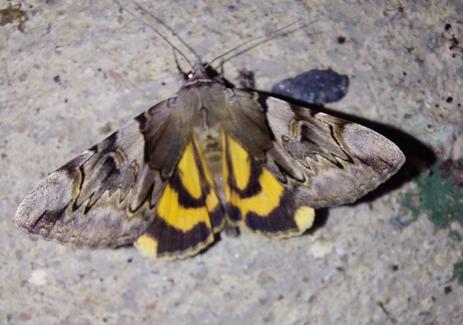 Catocala fulminea - galagonya-övesbagoly
