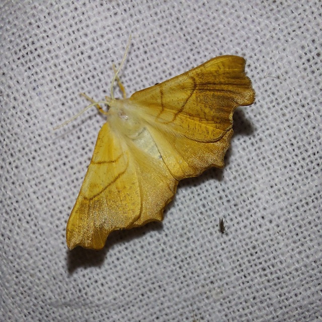 Ennomos fuscantaria - kőris-levélaraszoló