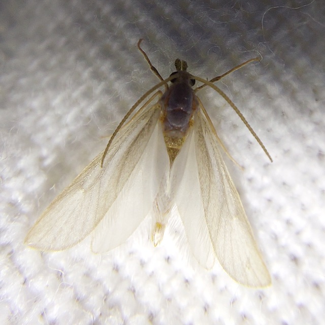 Acentria ephemerella - törpe vízimoly
