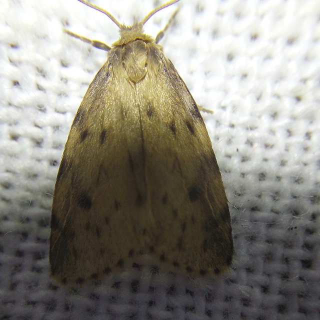 Thumata senex - mocsári medvelepke