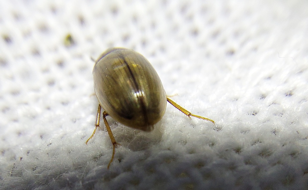 Enochrus quadripunctatus - négypettyes fakócsibor