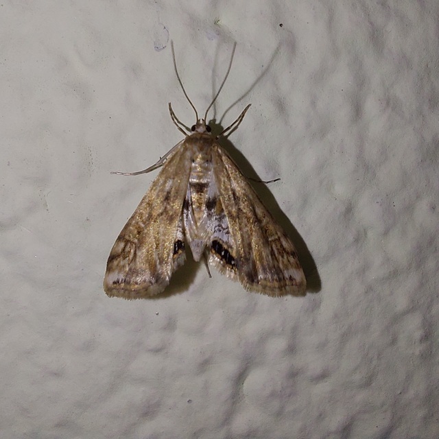 Cataclysta lemnata - békalencsemoly