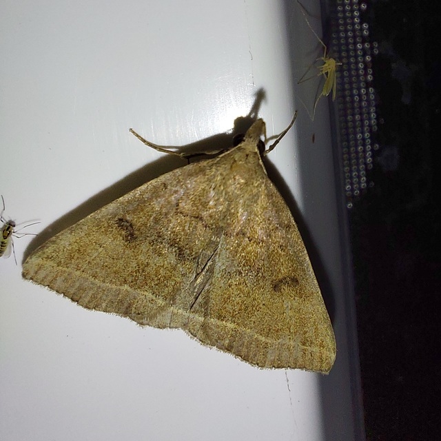 Pechipogo plumigeralis - tollascsápú karcsúbagoly