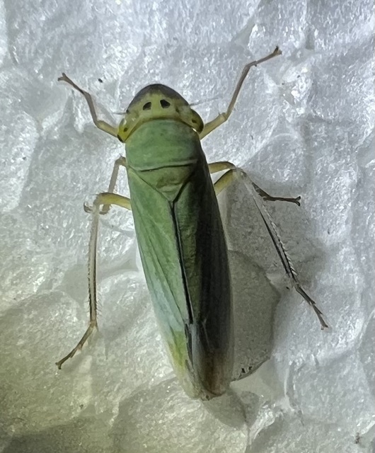 Cicadella viridis - méregzöld kabóca