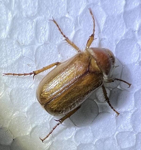 Amphimallon assimile - kis sárgacserebogár
