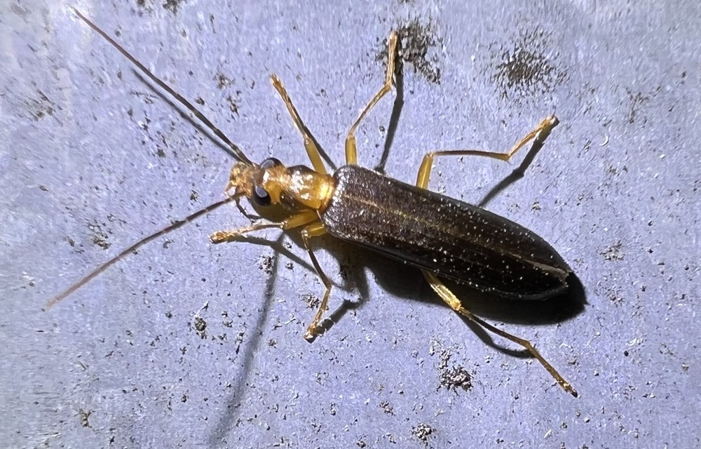 Nacerdes carniolica - karnóliai álcincér