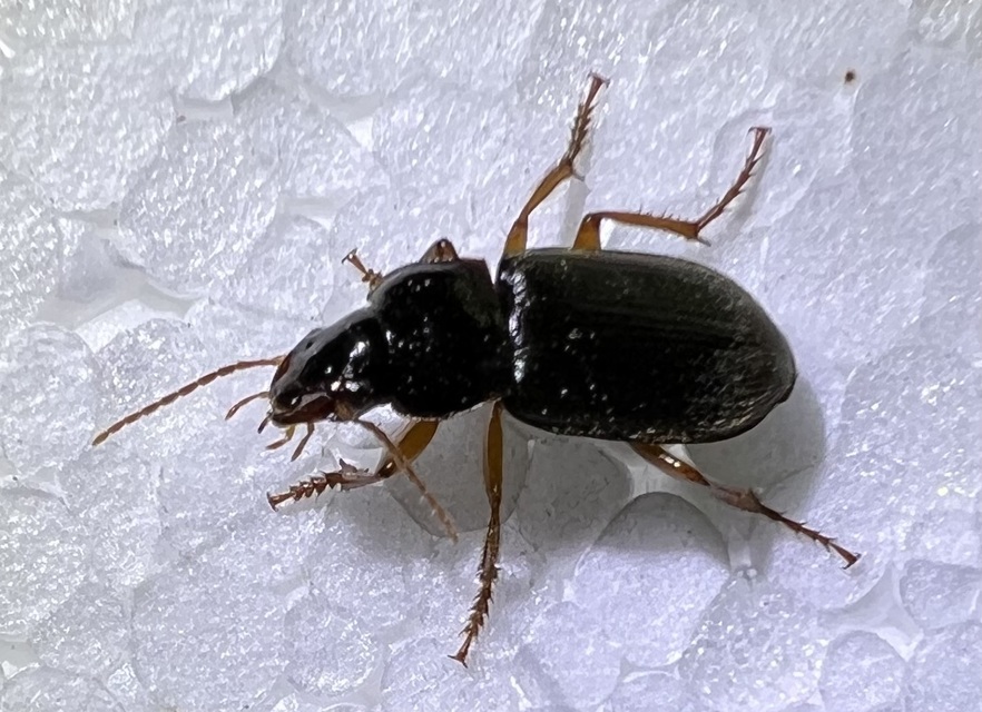 Harpalus griseus - kis selymesfutó