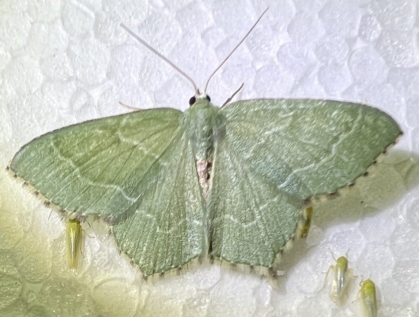Hemithea aestivaria - nyír-zöldaraszoló