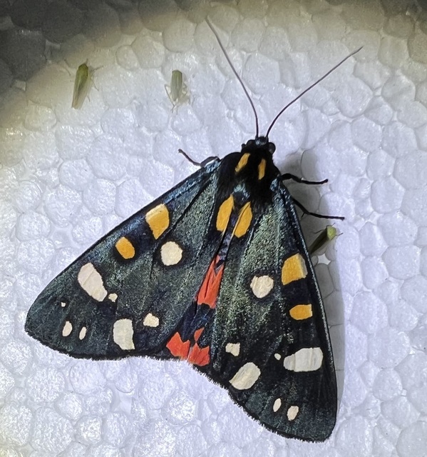 Callimorpha dominula - fémes medvelepke