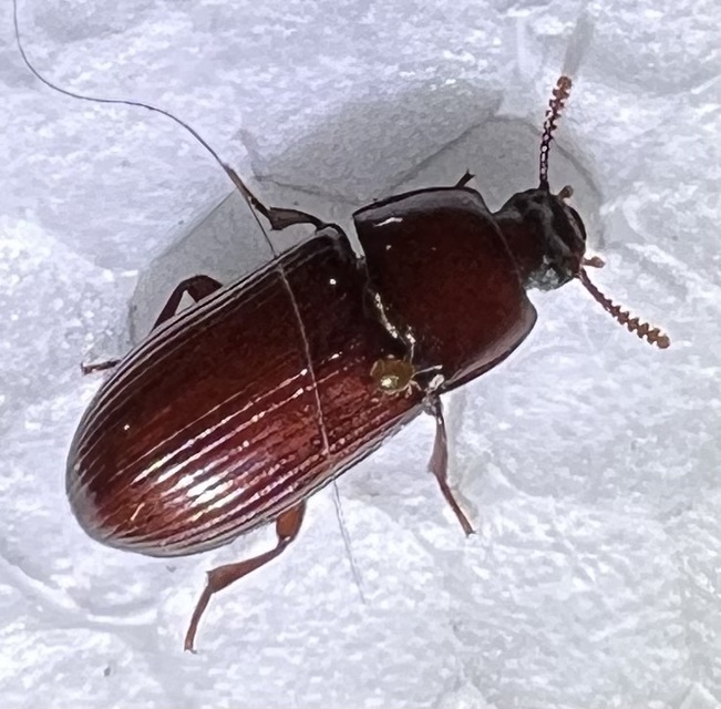 Uloma culinaris - nagy rágványbogár