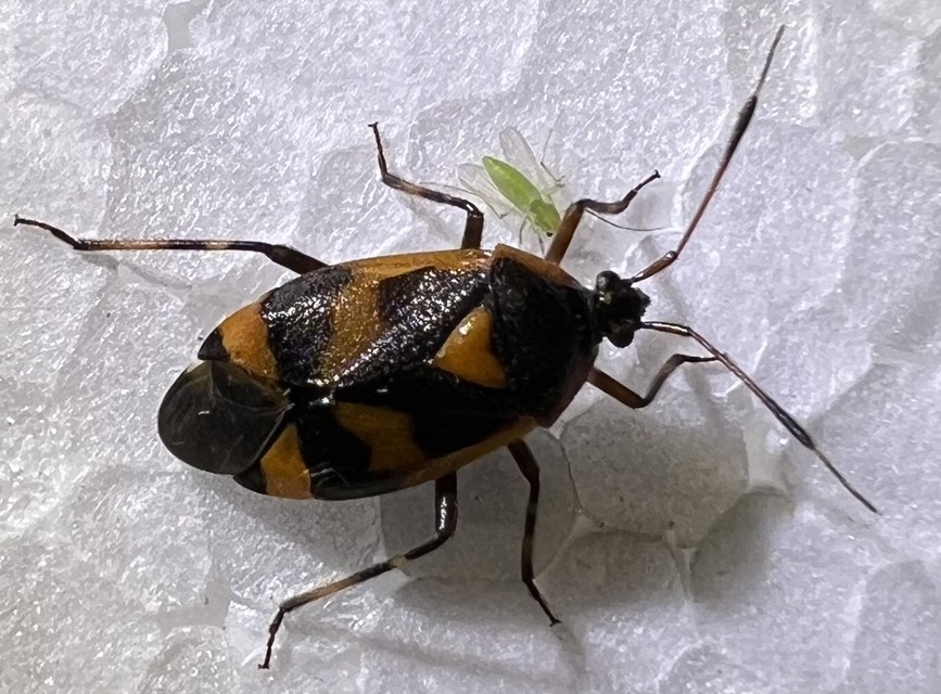Deraeocoris trifasciatus - nagy mezeipoloska