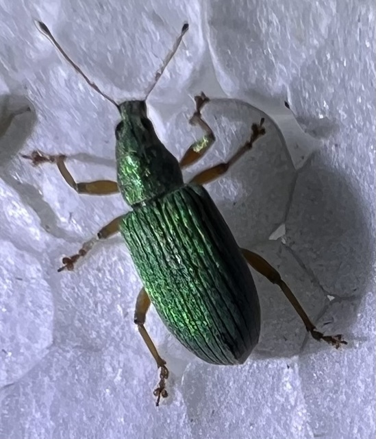 Polydrusus formosus - selymes lombormányos
