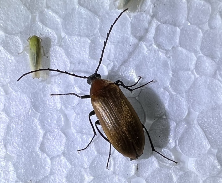 Pseudocistela ceramboides - narancssárga alkonybogár