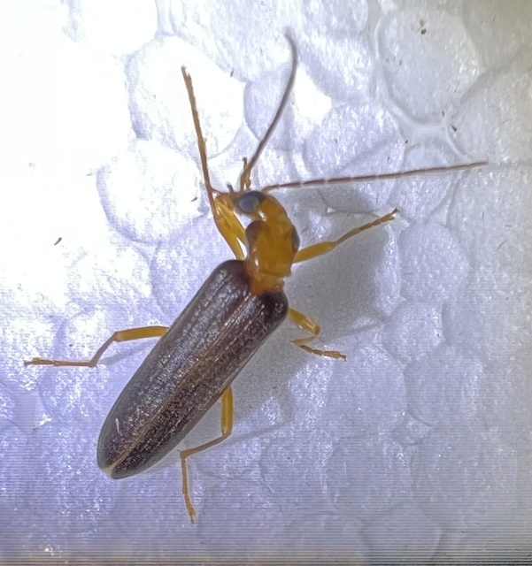 Nacerdes carniolica - karnóliai álcincér