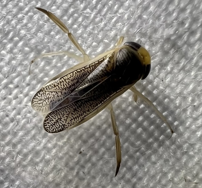 Corixidae - búvárpoloskák Corixidae - búvárpoloskák