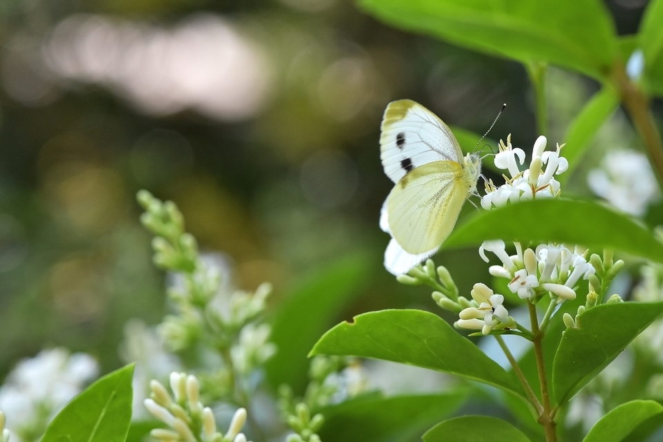 Pieris napi - repcelepke Pieris napi - repcelepke
