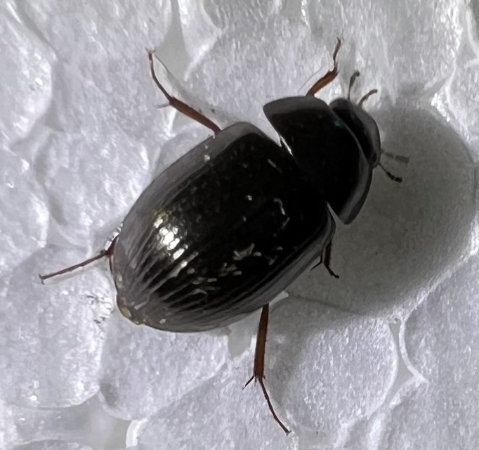 Hydrobius