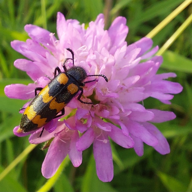 Mylabris variabilis - szalagos hólyaghúzó Mylabris variabilis - szalagos hólyaghúzó