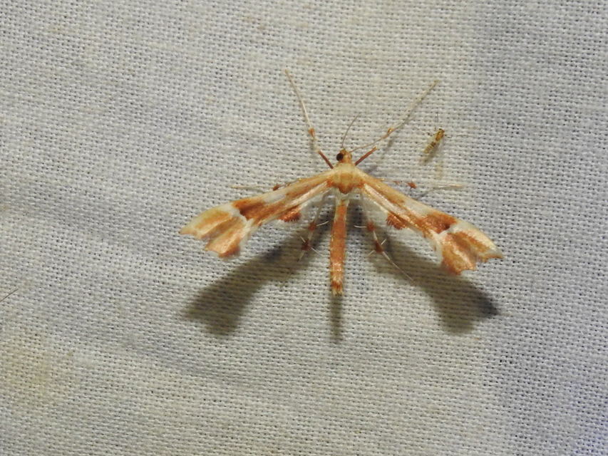 Cnaemidophorus rhododactyla - rózsabogyó-tollasmoly Cnaemidophorus rhododactyla - rózsabogyó-tollasmoly