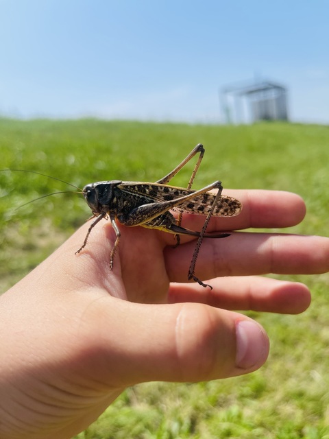 Decticus verrucivorus - szemölcsevő szöcske