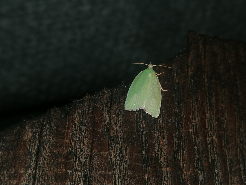 Tortrix viridana - tölgyilonca