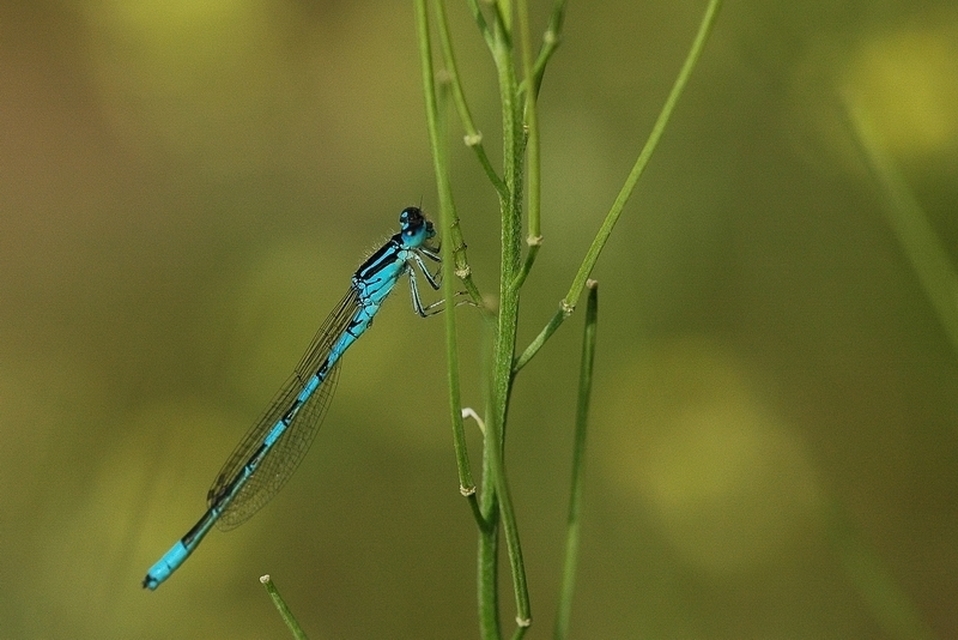 Coenagrion scitulum - mediterrán légivadász