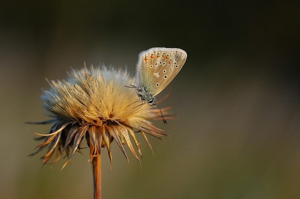 Polyommatus dorylas - fénylő boglárka