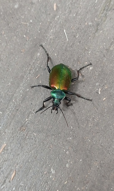 Calosoma sycophanta - aranyos bábrabló