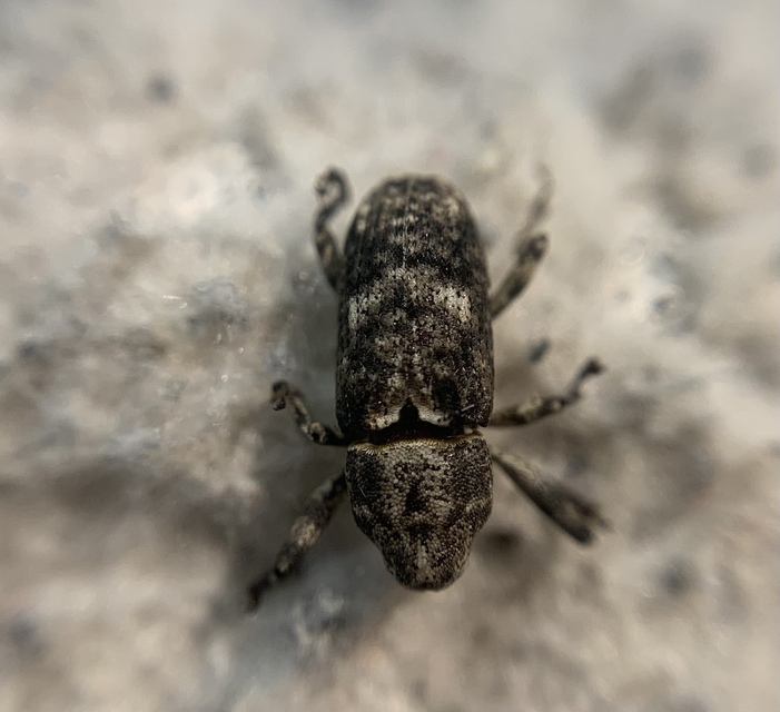 Gasterocercus depressirostris - laposorrú ormányos