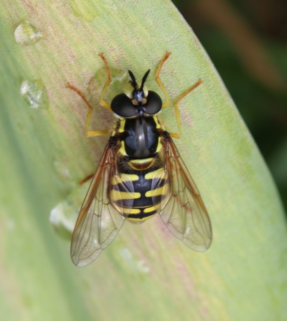 Chrysotoxum