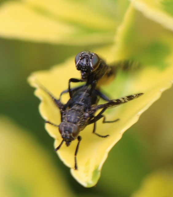 Platystoma