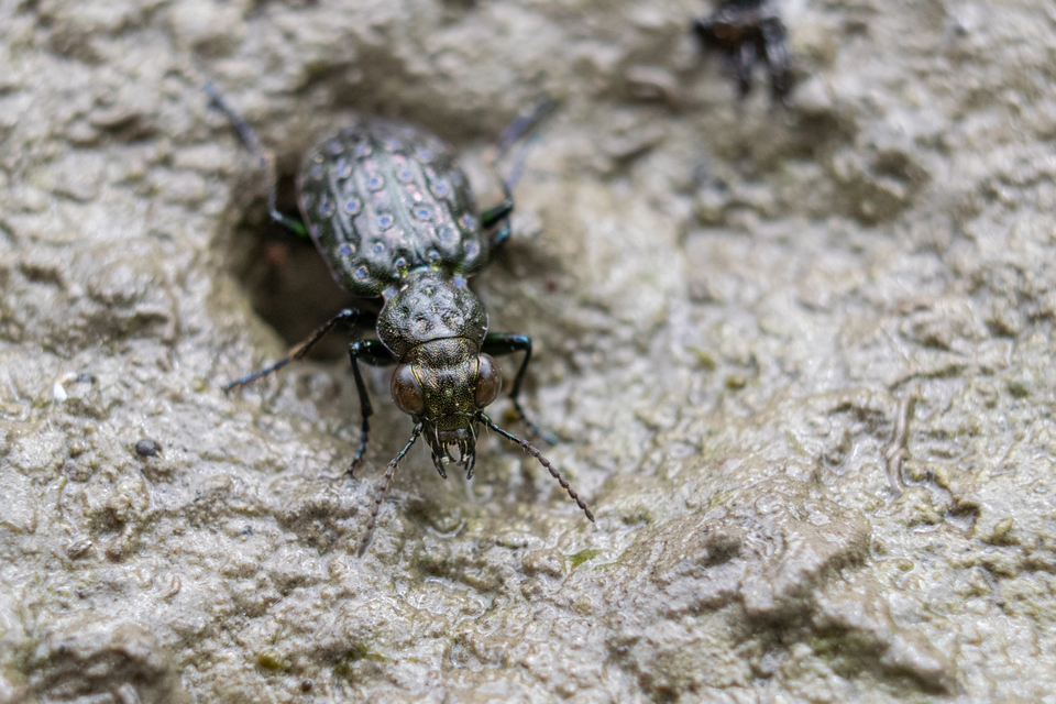 Elaphrus uliginosus - mocsári iszapfutó