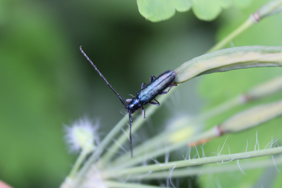 Agapanthia violacea - kék somkórócincér