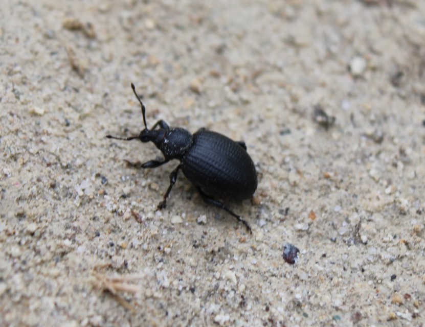 Otiorhynchus catenulatus - gyászos gyalogormányos