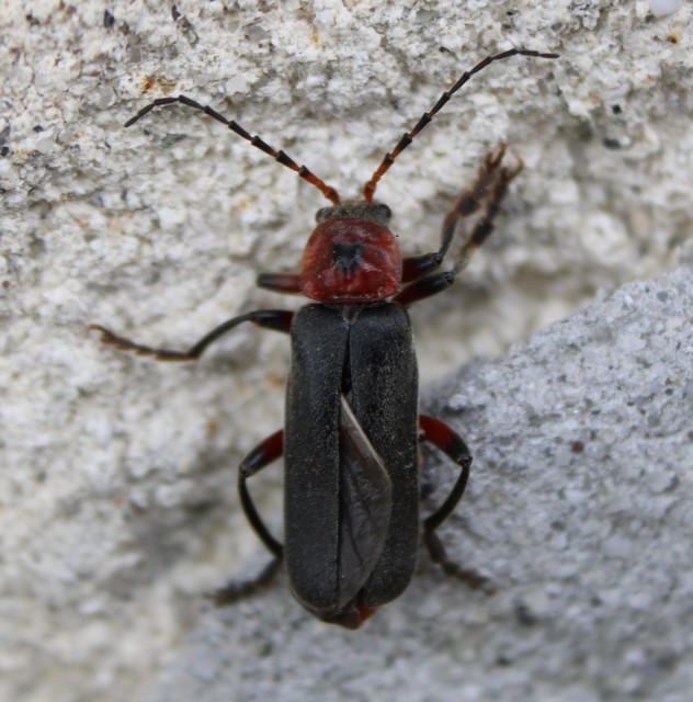 Cantharis rustica - suszterbogár