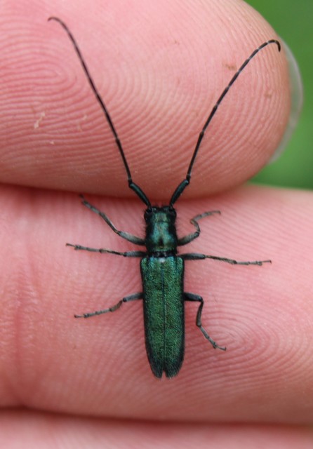 Agapanthia violacea - kék somkórócincér