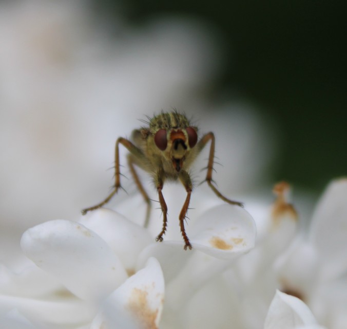 Scathophaga