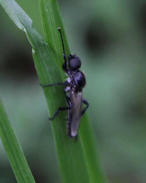 Bibionidae - bársonylegyek