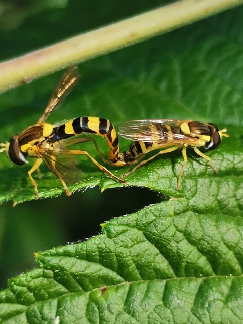 Sphaerophoria