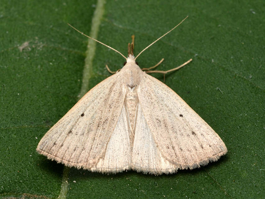 Macrochilo cribrumalis - csontszínű karcsúbagoly